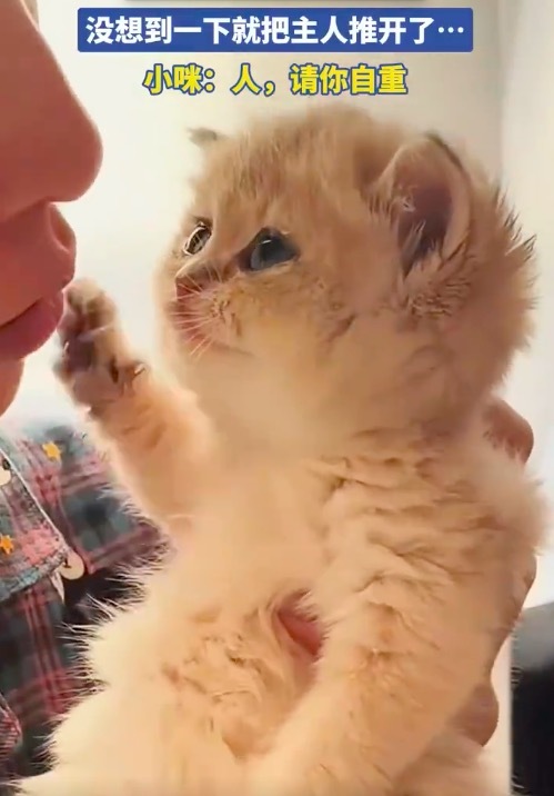 泸深A融通 偷亲小猫咪没想到把主人推开了 咪：人，请你自重！