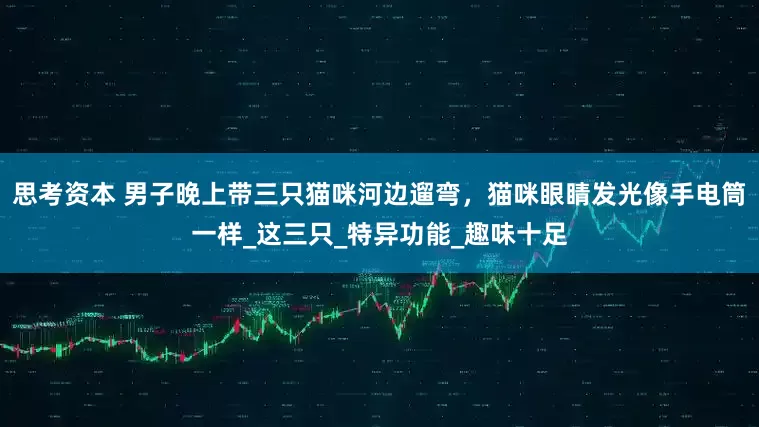 思考资本 男子晚上带三只猫咪河边遛弯，猫咪眼睛发光像手电筒一样_这三只_特异功能_趣味十足